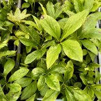 Čemerica čierna (Helleborus niger) ´CHRISTMAS CAROL´ - kont. C2L